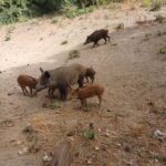 Calabria, “denuncia” Coldiretti: Proliferazione incontrollata cinghiali mette a rischio patata Sila Igp