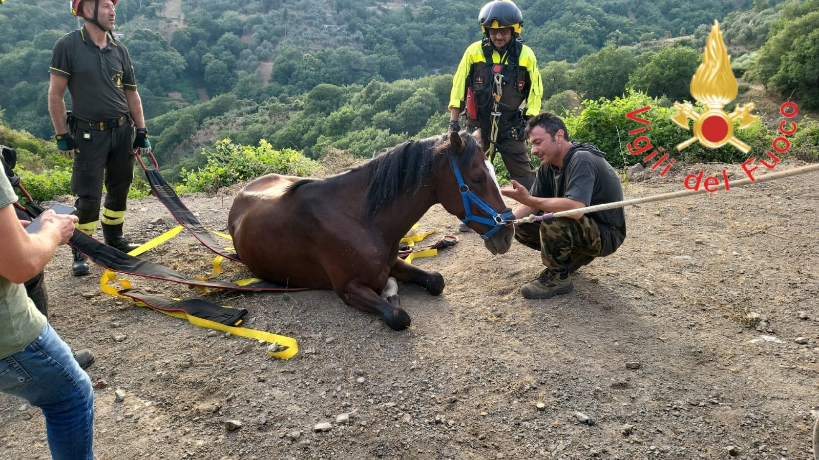 Cavallo caduto im un dirupo