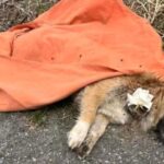 Calabria, la 16. foto senza testo e commento della settimana la dedichiamo al preoccupante incremento della violenza sugli animali