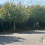 Comune Catanzaro, Costanzo S. contro… giungla di città: Nicola, quando ti muovi