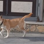 Montauro (Cz), in località Calalunga Bimbi e Pets in… festa