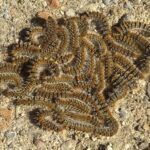 Catanzaro, da De Nobili: è allarme processionaria, il Comune “risponde”