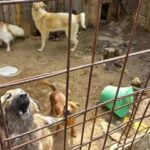 Comune Catanzaro, Veraldi e Opat intervengono su delicati temi randagismo e rapimento cani in città