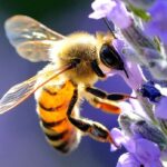 Regione, da Giunta: Op Apica; investimenti infrastrutture graduatoria (link) con 25mln €; Itb Berlino ’26; focus clima e parchi marini. Da Consiglio: mozione apd su lavoratori parchi e musei