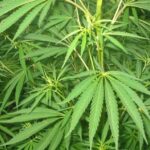 Fabrizia (Vv), Gdf scopre 4 piantagioni cannabis per valore di 1 mln e 350mila €