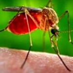 Catanzaro, da De Nobili: da stanotte programma disinfestazione adulticida contro zanzare potenziali vettori del virus West Nile