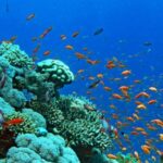 Regione, lettera a sindaci per aderire a piattaforma Calabria Straordinaria