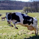 Regione, transumanza tra identità, biodiversità e sviluppo sostenibile, confronto in Cittadella