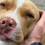 Catanzaro, da De Nobili: vigili ritrovano 2 cani smarriti e li fanno tornare a casa e solita mancanza d’acqua