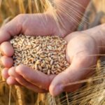 Calabria, Coldiretti: Difendere origine reddito e salute da invasione grano al glifosate. Richiesta Dop pasta Sud Italia