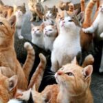 Comune Catanzaro, Veraldi: Lunedì riconsegna gatti ricoverati da mesi in clinica privata