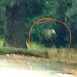 Catanzaro, l’avvistamento di un enorme cinghiale a passeggio nel Ciaccio tra gente spaventata ci spinge a recuperare 2 nostri vecchi pezzi sull’ennesima b.lla fioritiana!