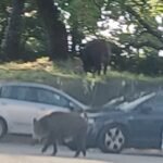 Catanzaro, non è giovedì se i cinghiali non vanno a spasso in viale Ciaccio. Dopo il 3 settembre, altra passeggiata di un ungulato poco fa